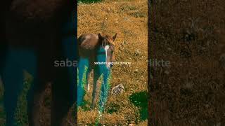İzmir Dağlarında Yabani Atlar… Gören Durdu 🐎 Wild Horses in the Mountains of Izmir… This Stops You