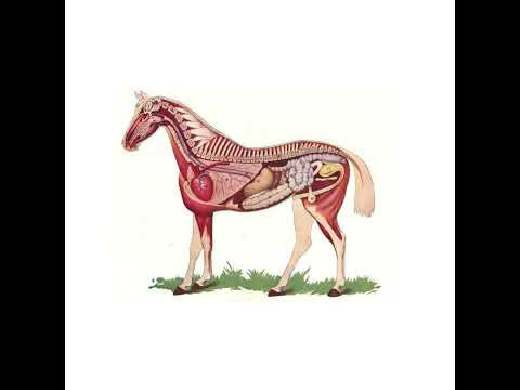 حقائق غريبة عن الحصان ما عمرك كنتي غتعرفيها