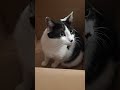 Kedi Kutulara Aşık Bölüm 2 - Can’t Resist Boxes Part 2 #kedi #meraklıkedi #komikkedi#cat #curiouscat