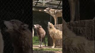 Timber wolves howl at the Memphis Zoo