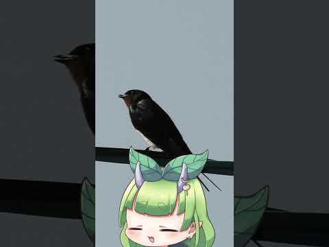 ツバメちゃんが今年もやってきました！