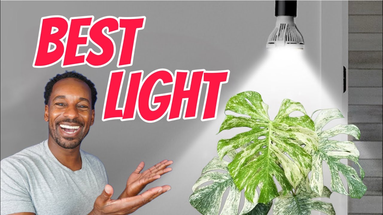 Лучшие фитосветильники для комнатных растений 2024 года!