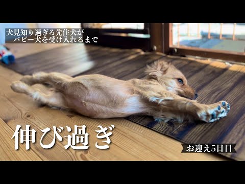 【犬見知り過ぎる先住犬がパピー犬を受け入れるまで#10】お迎え5日目　イングリッシュコッカースパニエル「みみ」の気持ち