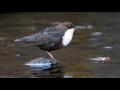 Wasseramsel - Nahrungssuche und füttern eines Jungtiers