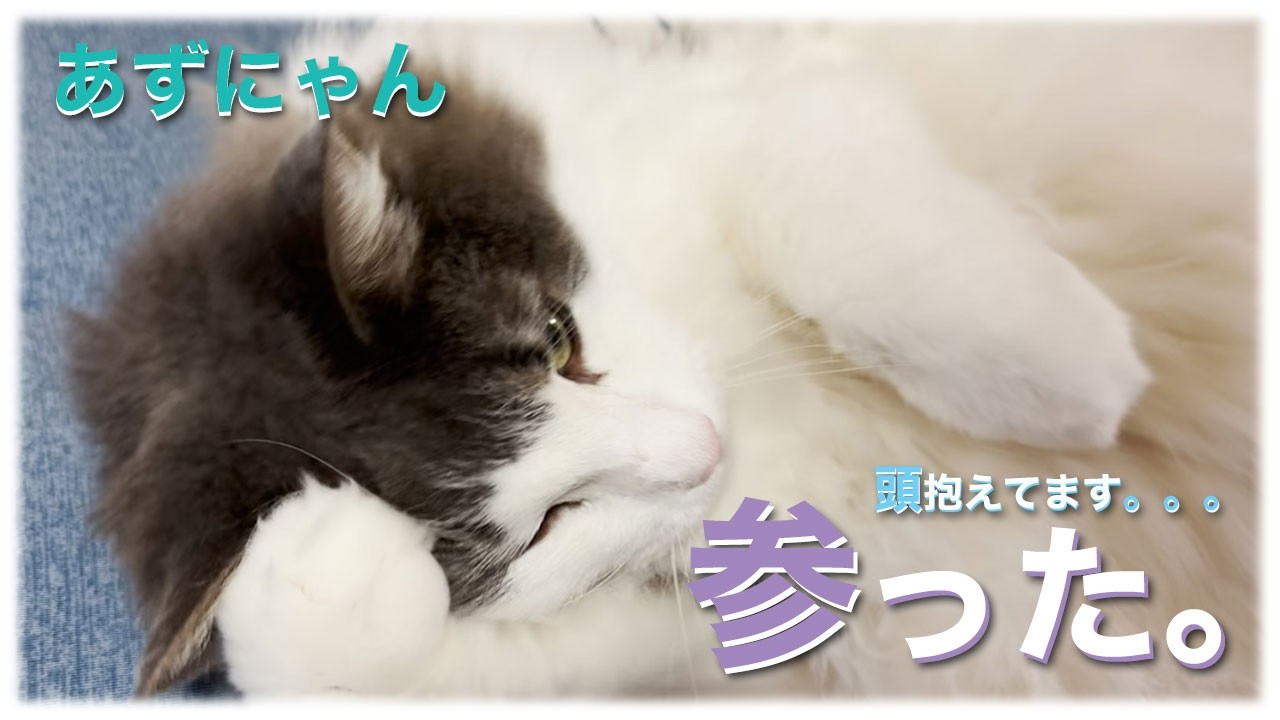 あずにゃん、🛋️ソファーで🐱ゴロン　たっぷりナデナデ🫳🫳したら・・・🫷😻参った❓【猫　サイベリアン　あずき】[vol.241]