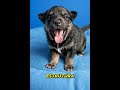O que acontece se você cruzar um Husky siberiano com um Rottweiler?