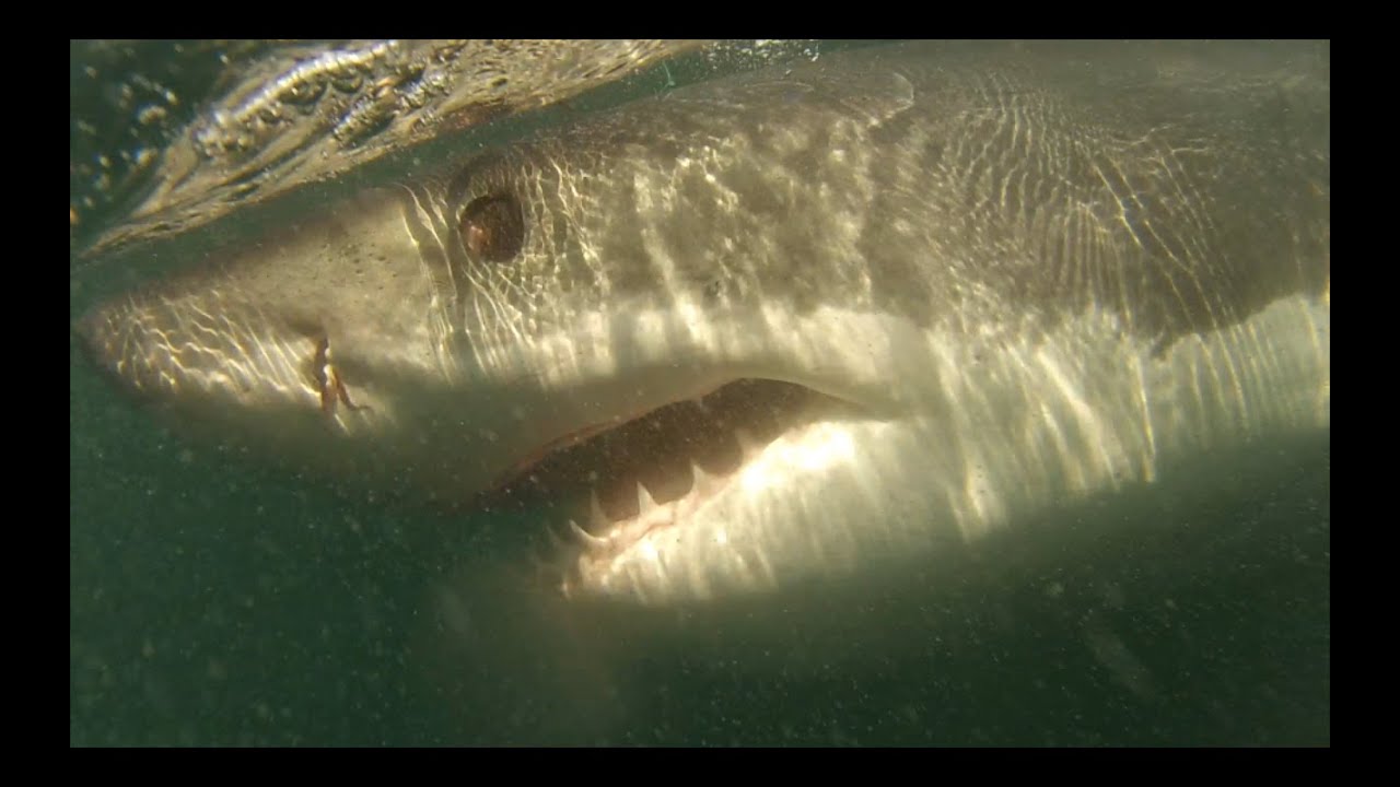 Amazing Great White Shark Encounter Off The Coast Of Ocean
