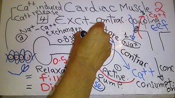 CVS new system (Cardiac muscle introduction part 2) dr mohamed fayez