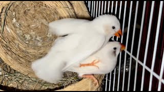 White Zebra Finch Mating Early In The Morning