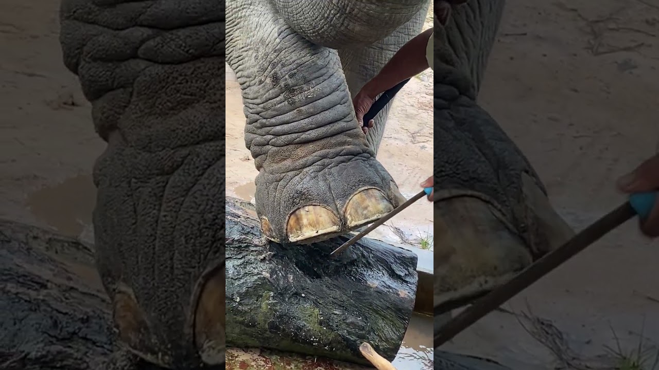 Gentle Giants: Nail Care for Elephants in the Forest Sanctuary