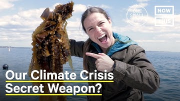 Can Seaweed Farming Reverse Climate Change? | One Small Step