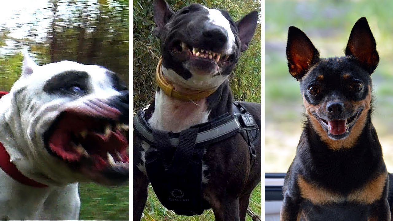 Амстафф, минибуль, той терьер. Один день из жизни стаи.