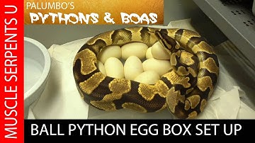 SETTING UP AN EGG BOX FOR BALL PYTHONS