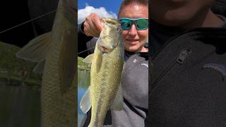 Tiny bait success #shorts #bassfishing #fishinggear #fish #fun #1k #zmanfishing #zman