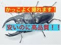 【便利グッズ】最近話題の撮影ボックスが来たー！！【PULUZ】
