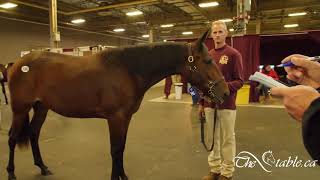 HIP #196, Moana, London Selected Sale, TheStable ca