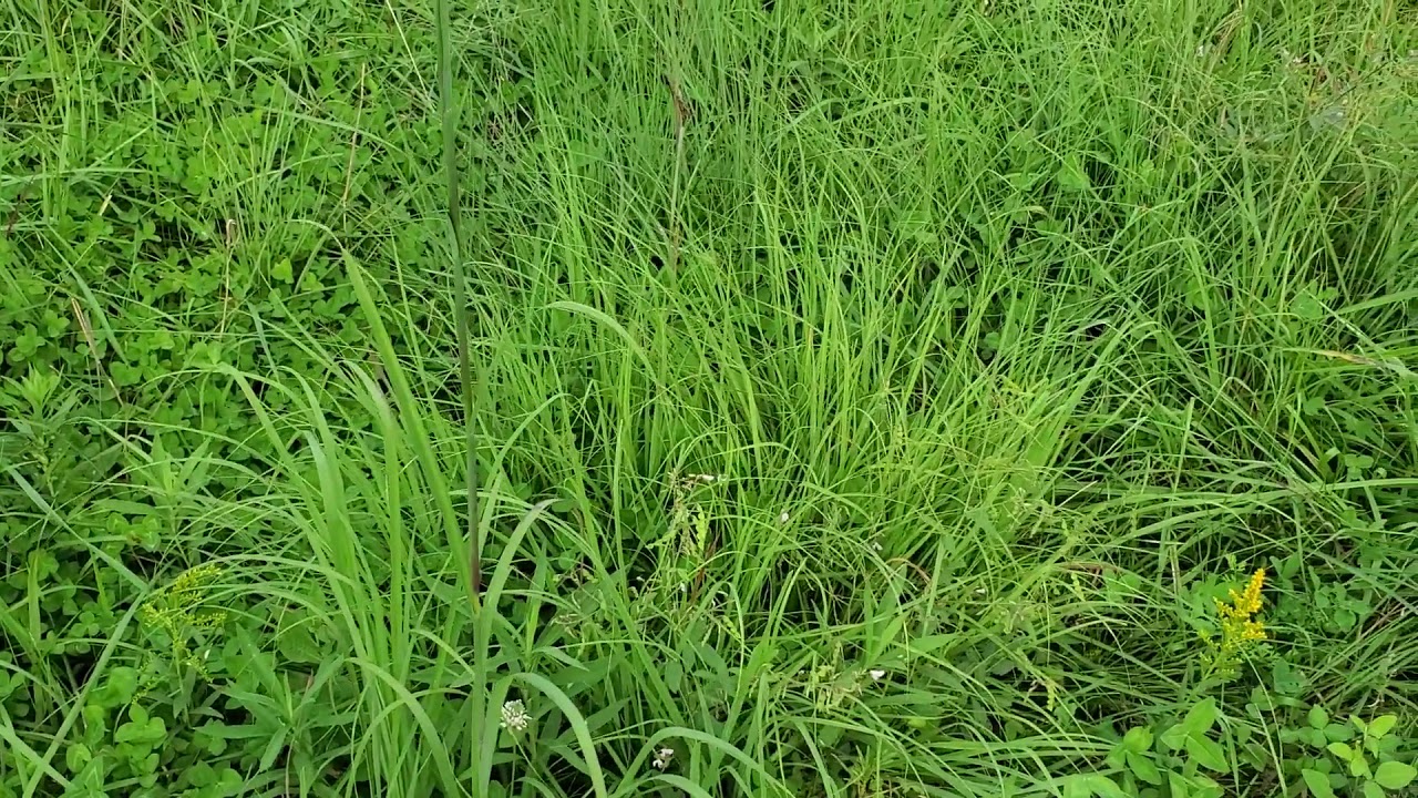 Greg Judy has native big bluestem invading his clover/fescue pastures
