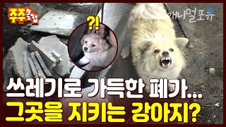 사람이 살지 않아 쓰레기로 가득한 폐가 😰 그곳을 매섭게 지키는 강아지?! | KBS 주주클럽 030811 방송