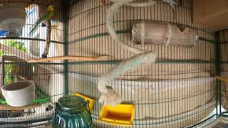 360 Video - In Cage with Parakeets.. lol..