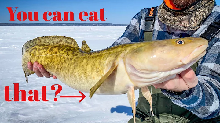 How to Fillet a Burbot (best method!)