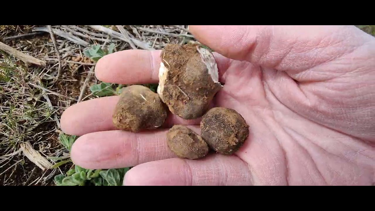 Hábitat, recolección e identificación de las picoas trufas del