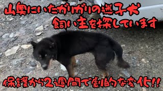 迷子犬保護しています飼い主さんに届け❗保護当日から現在までの驚きの変化