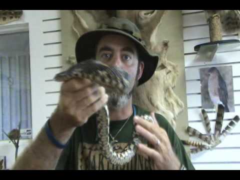 center for reproductive rights Wild Adventures With Steve: Hunting Island Nature part 2--Eastern Hognose Snake
