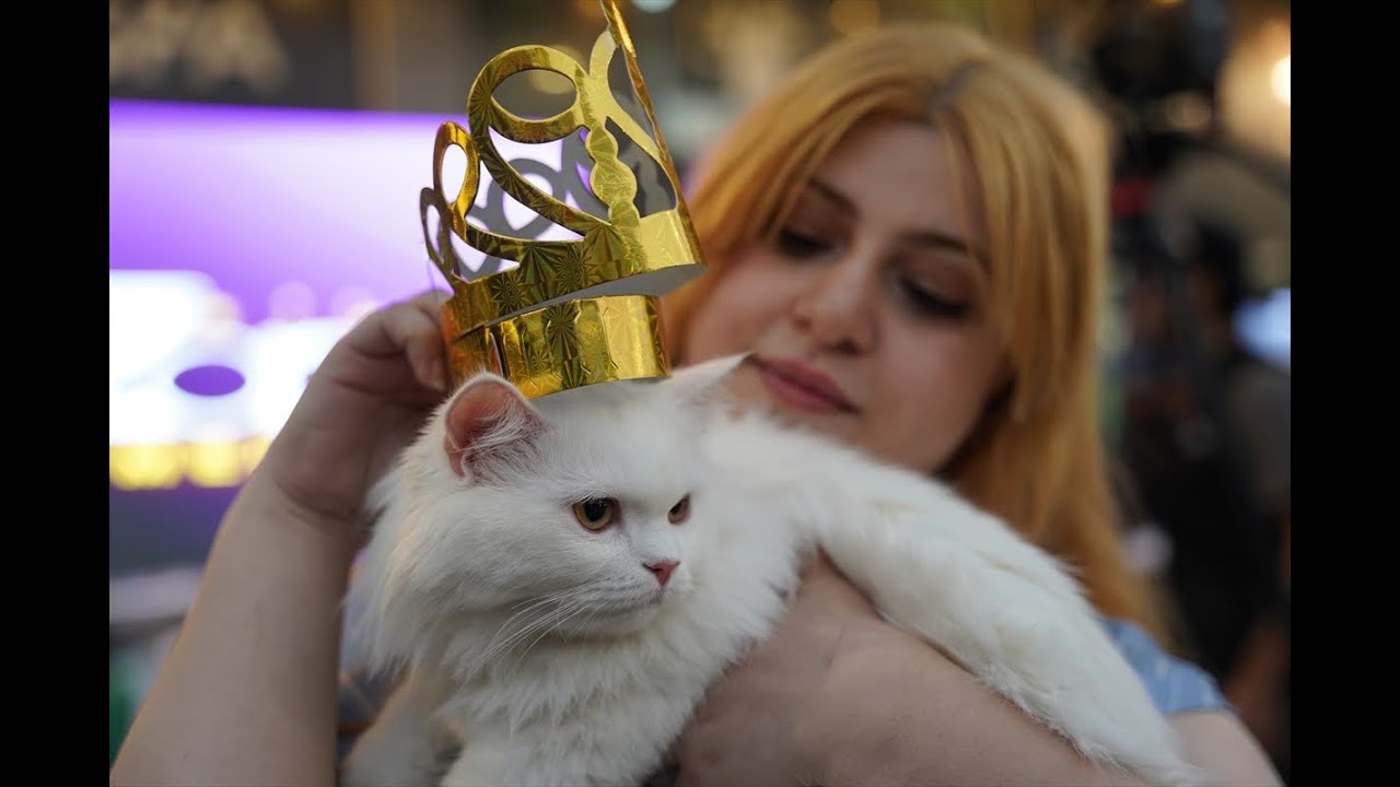 گوڵ رەعنا، شاجوانی پشیلەکانە