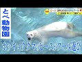 とべ動物園のアイドル　ホッキョクグマの「ピース」　約９年ぶりに大きなプールを満喫【愛媛】 (23/03/04 12:00)