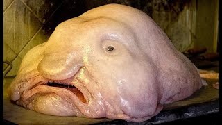 Conoce Al Pez Más Feo Del Mundo