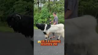 Download Lagu Kambing Besar #viral #kambing #shorts MP3