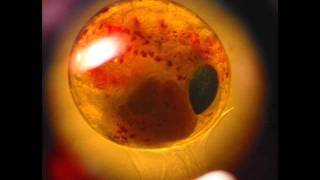 Nikad Vise Embrio - Mali Svet