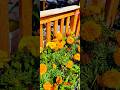 Merrygold as beautiful #flowers #flowergarden #love #london #londongarden #merry-gold #nature #143