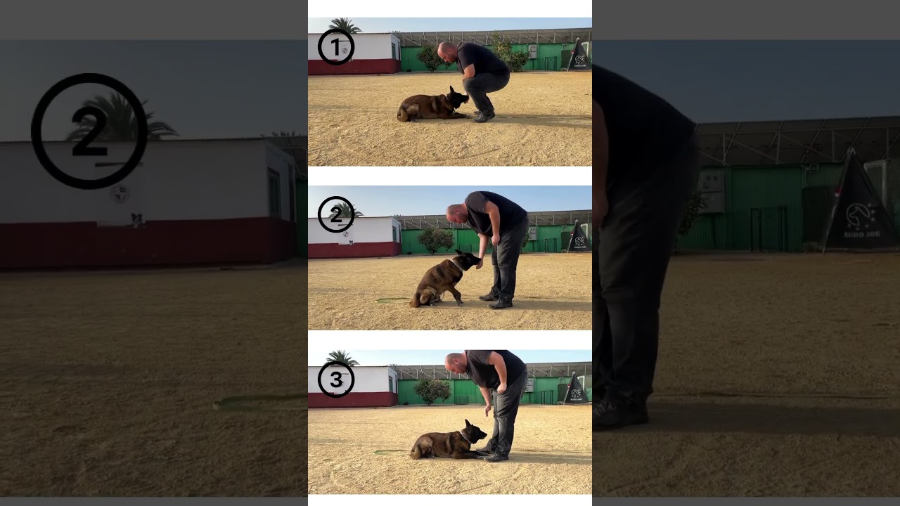 GUIA R&Aacute;PIDA: C&oacute;mo Ense&ntilde;ar a tu Perro a Tumbarse en 3 Sencillos Pasos