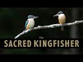 SACRED KINGFISHER&#39;s behaviour in Australia