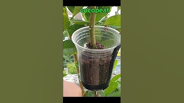 propagate lemon tree with garlic, air layering lemon tree #gardening #garden #fruit #shortvideo