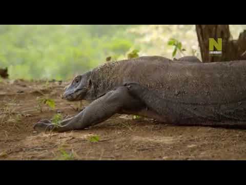 Video: Kde žije varan obrovský?