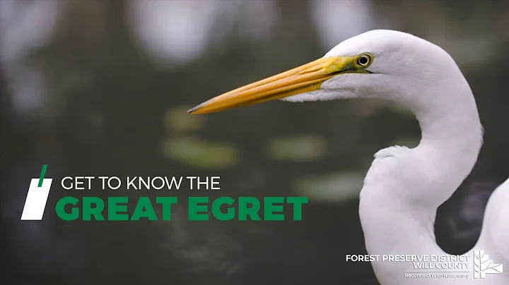 Get to Know the Great Egret - DayDayNews