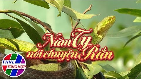 Phim tài liệu | Tục xưa, Tết nay: Năm Tỵ nói chuyện rắn