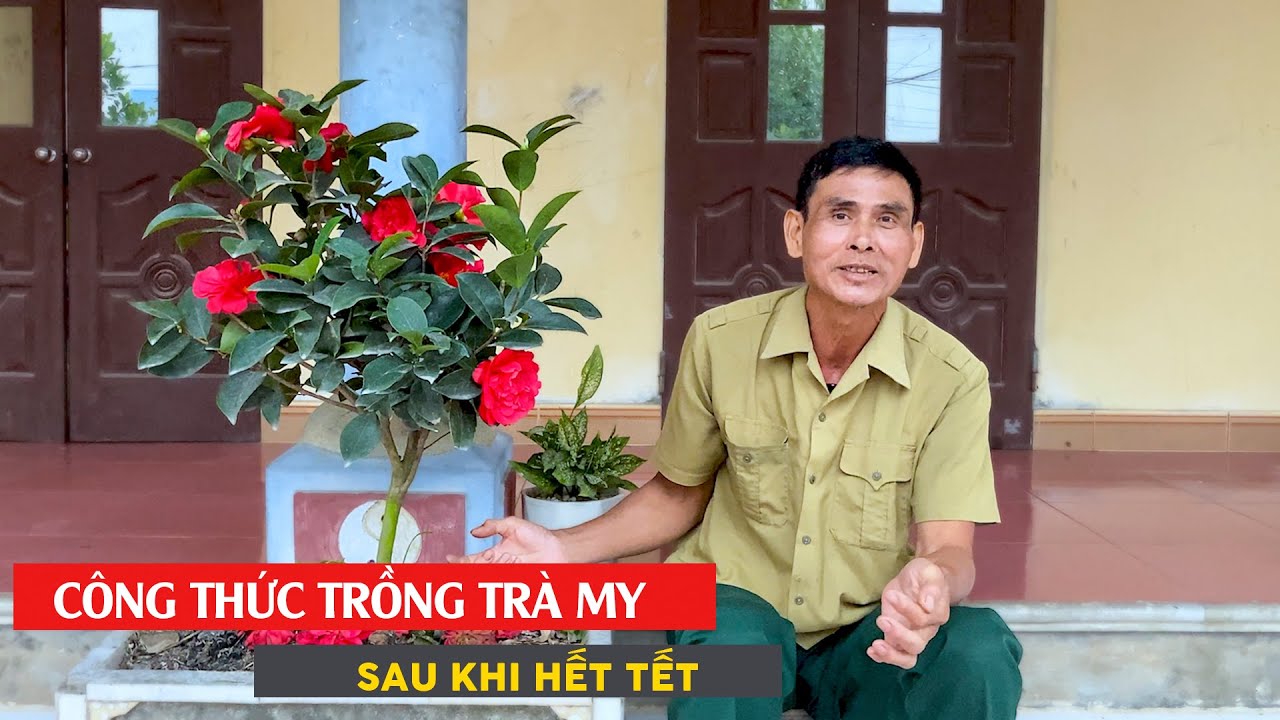 CÁCH TẠO ĐẤT CHUA TRỒNG TRÀ - Kinh Nghiệm Trồng Trà My Sau Tết