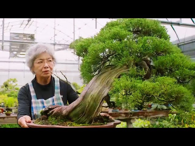 Bonsai: the Endless Ritual | Extraordinary Rituals | Earth Unplugged class=