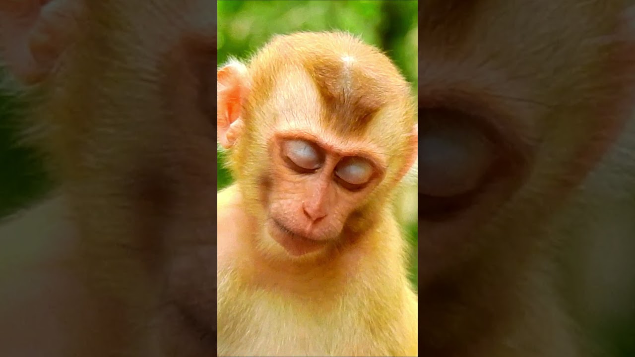 Life of orphan baby monkey Bruno 