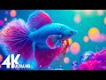 Aquarium 4k ultra  amazing beautiful coral reef fish  relaxing sleep meditation music