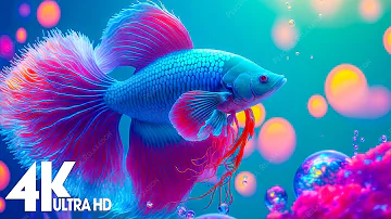 Aquarium 4K VIDEO (ULTRA HD) 🐠 Amazing Beautiful Coral Reef Fish - Relaxing Sleep Meditation Music
