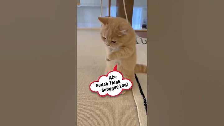 Video 9398761: cat funny kitten kucing, catlover kucing