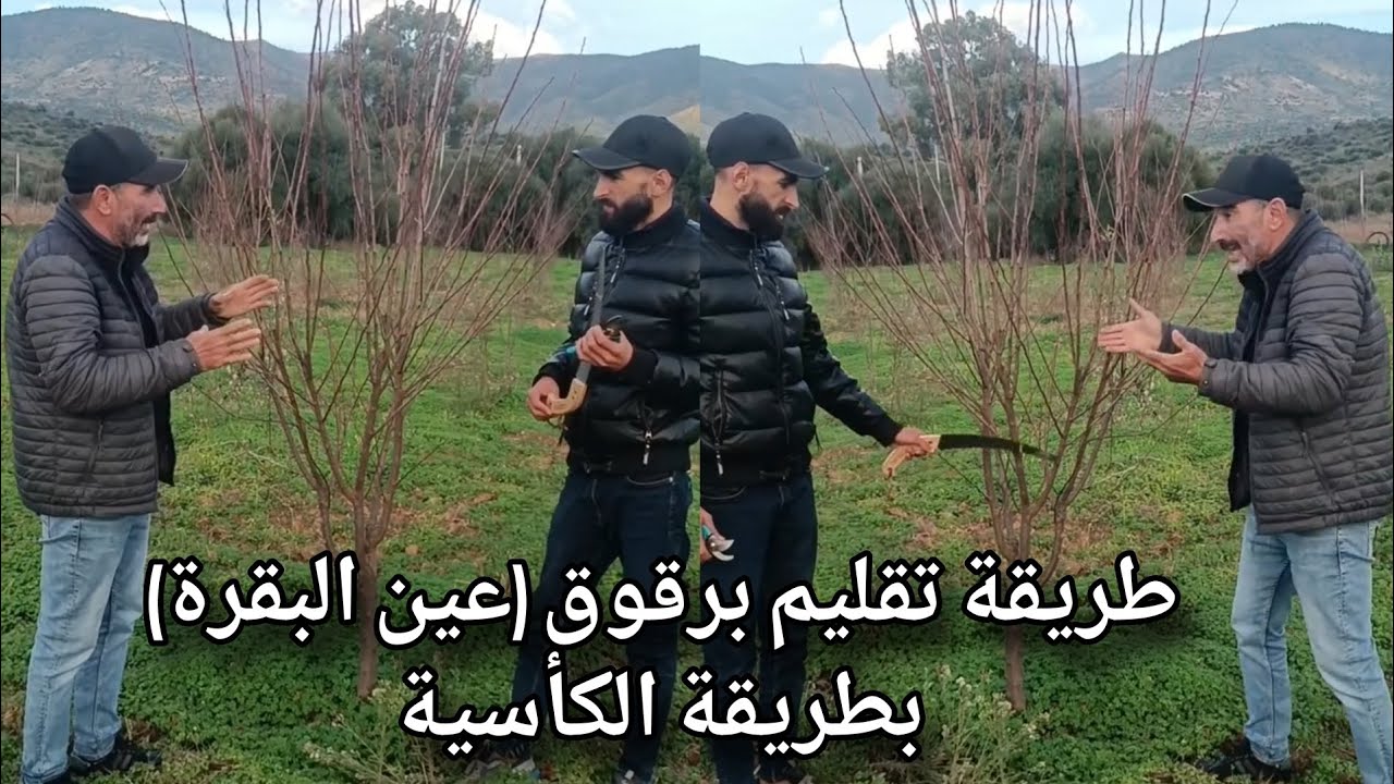 طريقة تقليم برقوق (عين البقرة) بطريقة الكأسية ثلاث إلى اربع فروع اساسية 