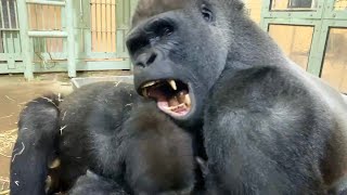 怒ったモモタロウに攻撃された母親を守るゲンタロウ⭐️ゴリラGorilla【京都市動物園】Gentaro protects his mom from being attacked by Momotaro