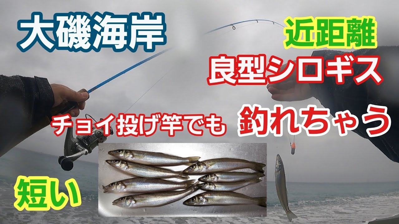 サーフのシロギスはチョイ投げ竿でも釣れる 大磯海岸 