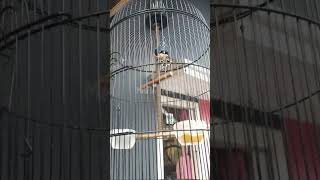 rambatan doraemon gacor #gantangburung #kicaumania #kicauburung #kicaumania