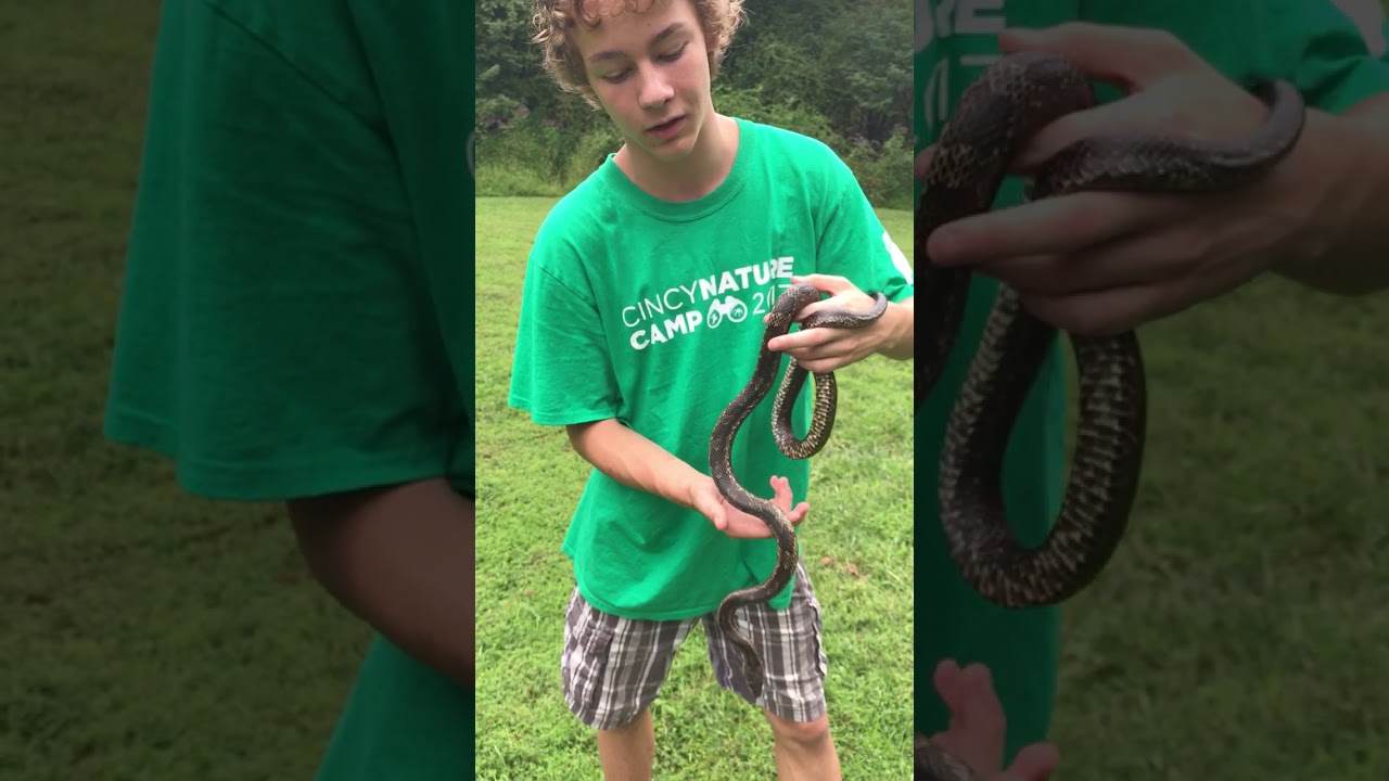 rat snake images Herps of America: Eastern (Black) Rat Snake